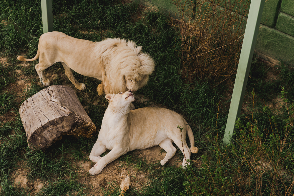 How To Keep Your Zoo Animals Healthy zoo animals healthy