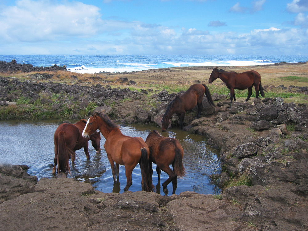 dirty water livestock