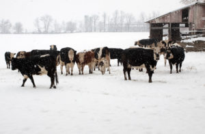 4 Winter Livestock Survival Tips: Keeping Your Livestock Watered In The Winter