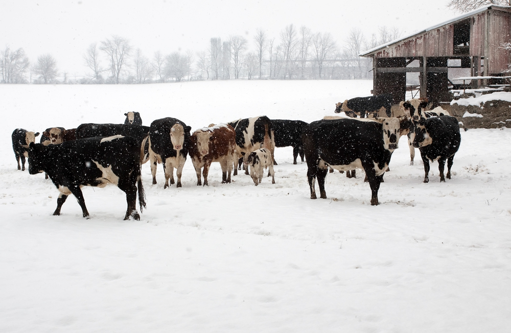 winter livestock survival