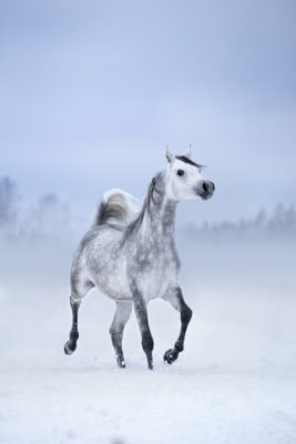 frozen water bad for horses