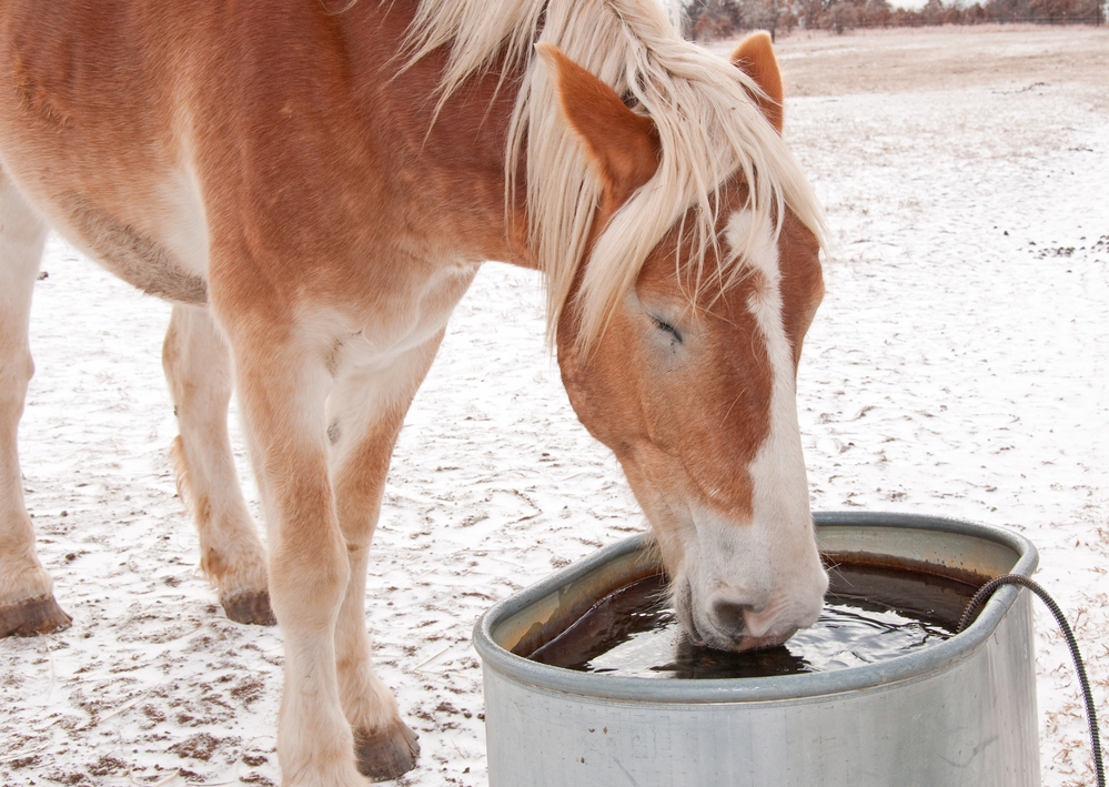 frozen water bad for horses USA Bar-Bar-A