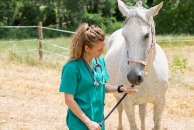 How To Know If Your Horse Is Sick: 4 Warning Signs To Watch Out For horse is sick