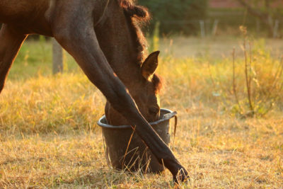 horse water consumption