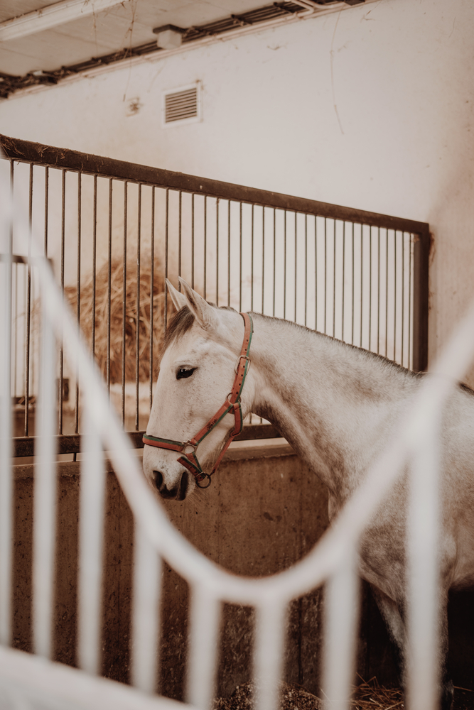 How To Help Your Horse Adjust To A New Home: 4 Helpful Tips adjust to a new home