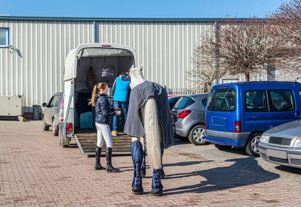 How To Help Your Horse Adjust To A New Home: 4 Helpful Tips adjust to a new home