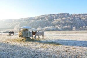 4 More Interesting Facts About Horse Water Consumption