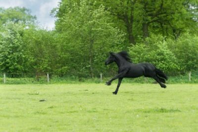 daily turnout for horses