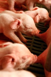 Hog Waterer Hog Waterer