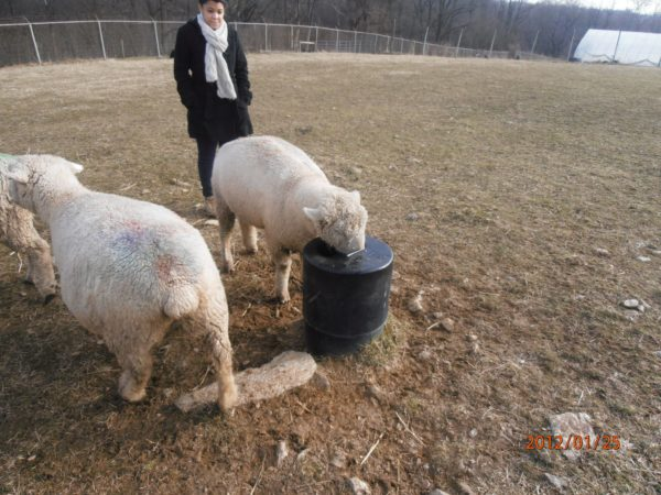 sheep hydrated