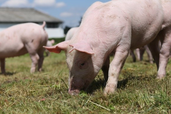 Hog Waterer hog waterer