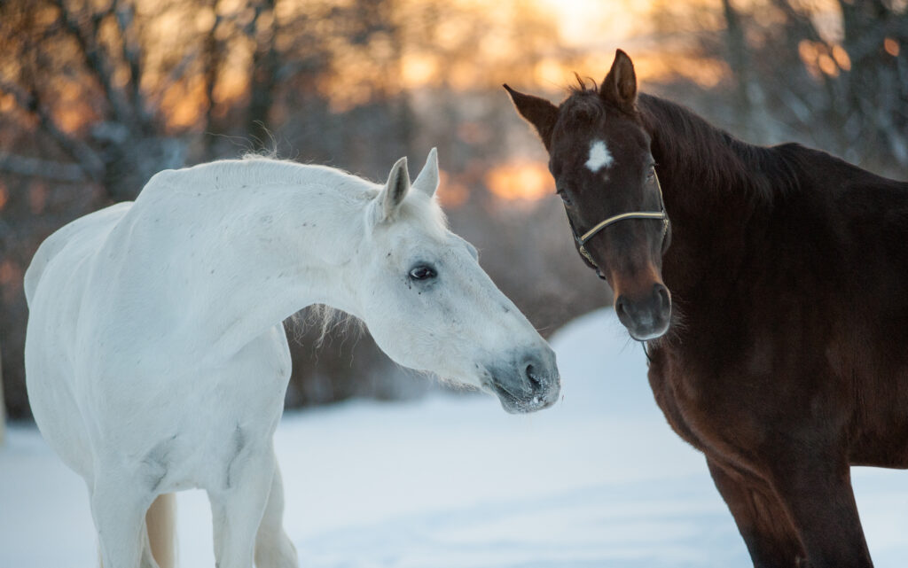 winter hydration for horses