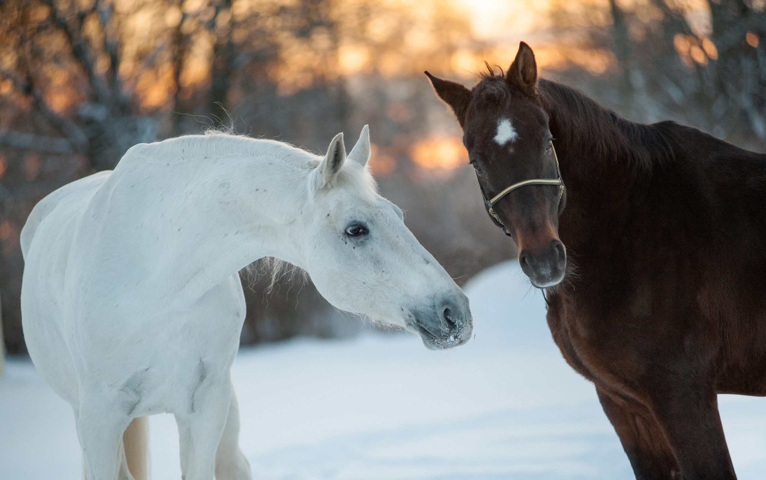 winter hydration for horses