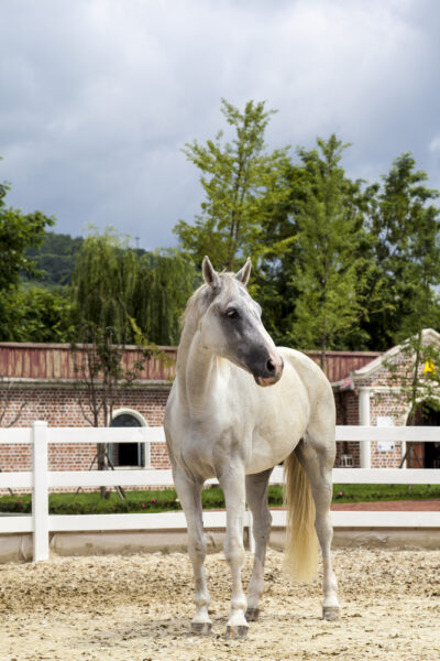 horse hydration