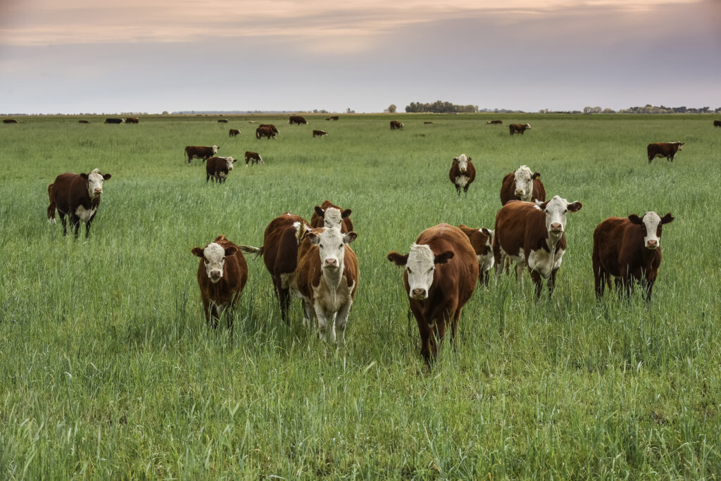 cattle water needs