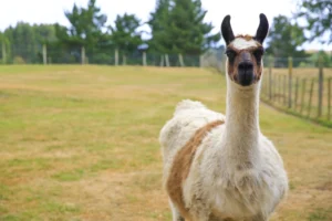 How Proper Hydration Impacts A Llama’s Fiber