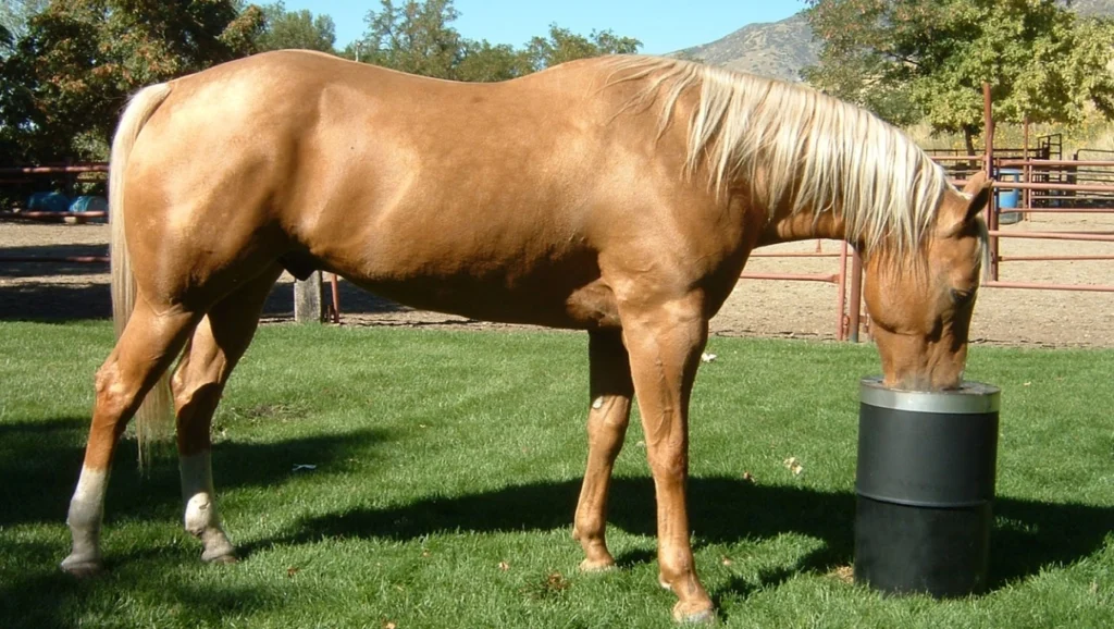About Us about horse drinker