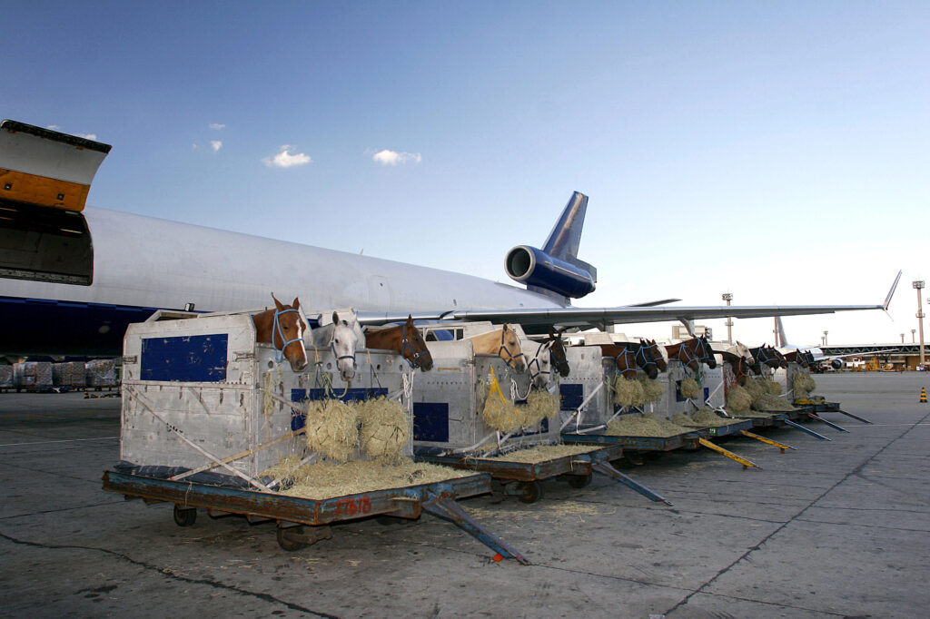 Flying With Horses: How Do Horses Stay Hydrated On Planes? flying with horses