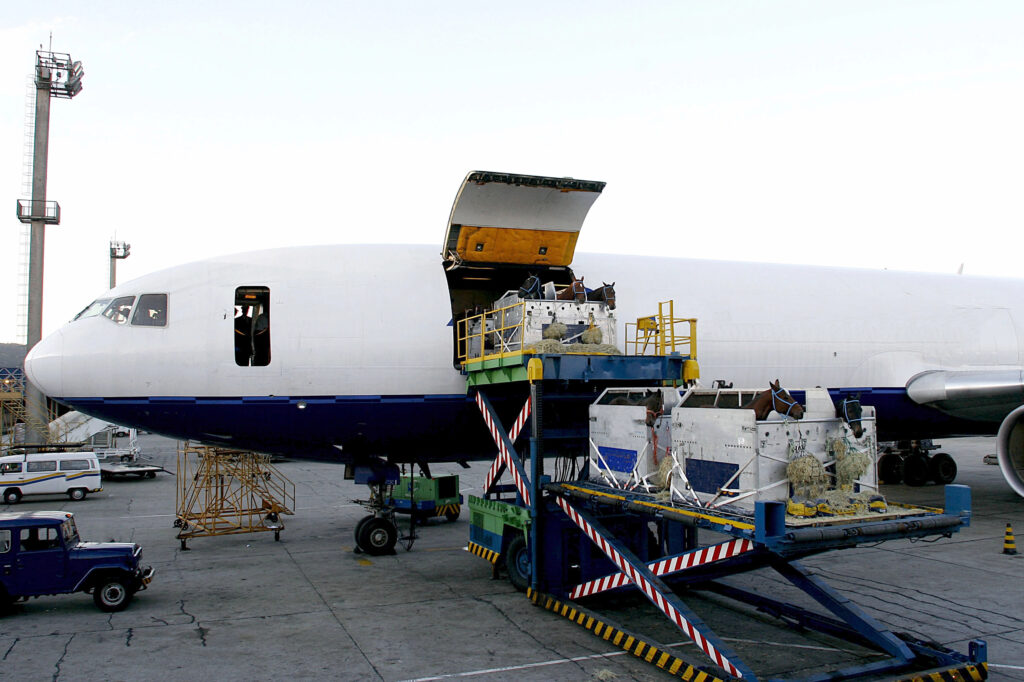 Flying With Horses: How Do Horses Stay Hydrated On Planes? flying with horses