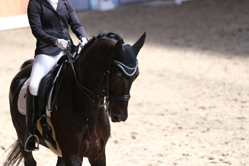 Flying With Horses: How Do Horses Stay Hydrated On Planes? flying with horses