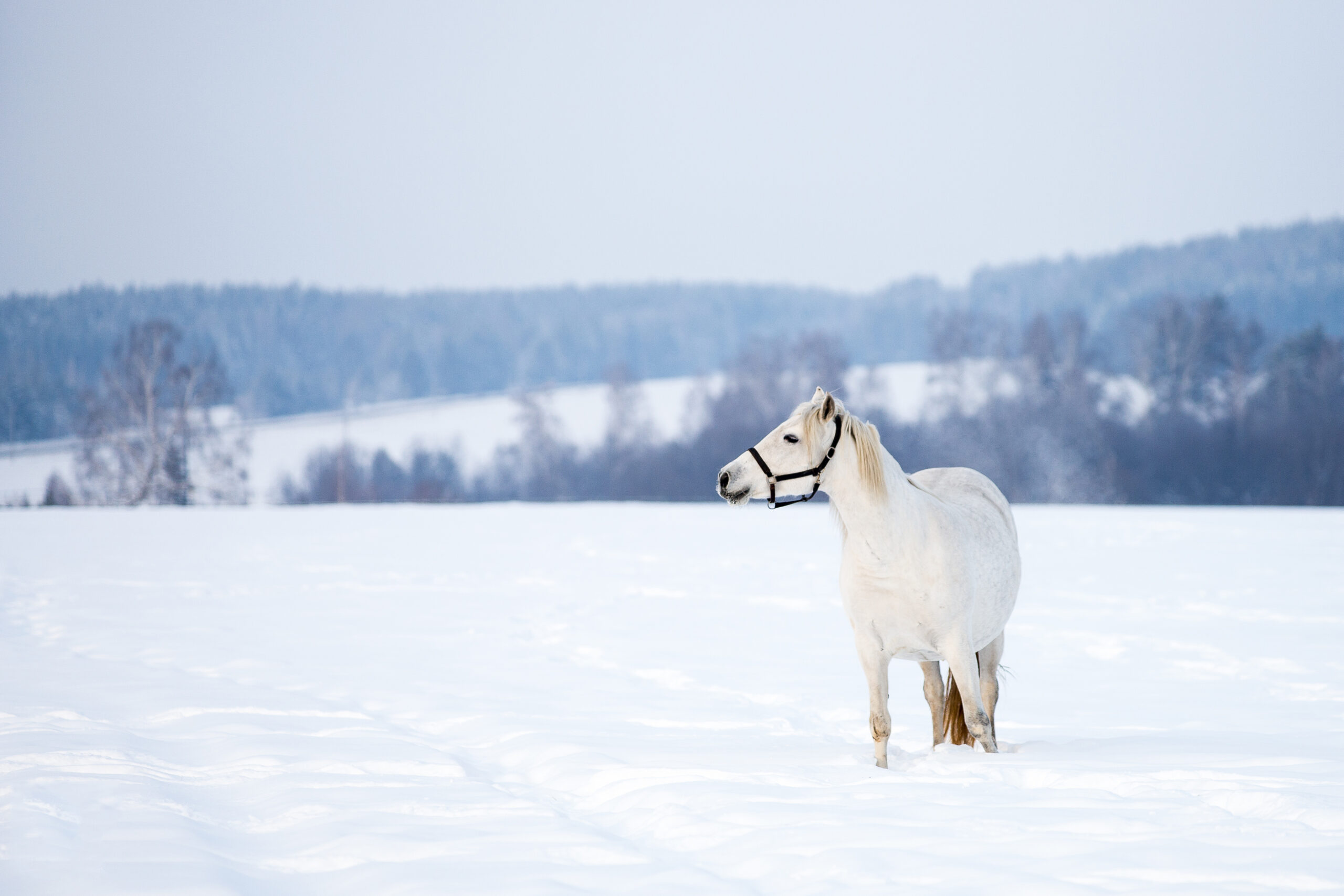 hydration horse winter coat