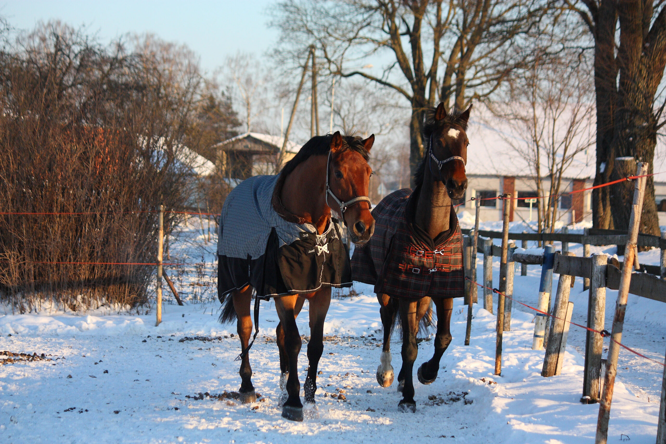 hydration horse winter coat