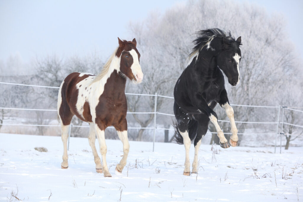 horses get frisky in the cold