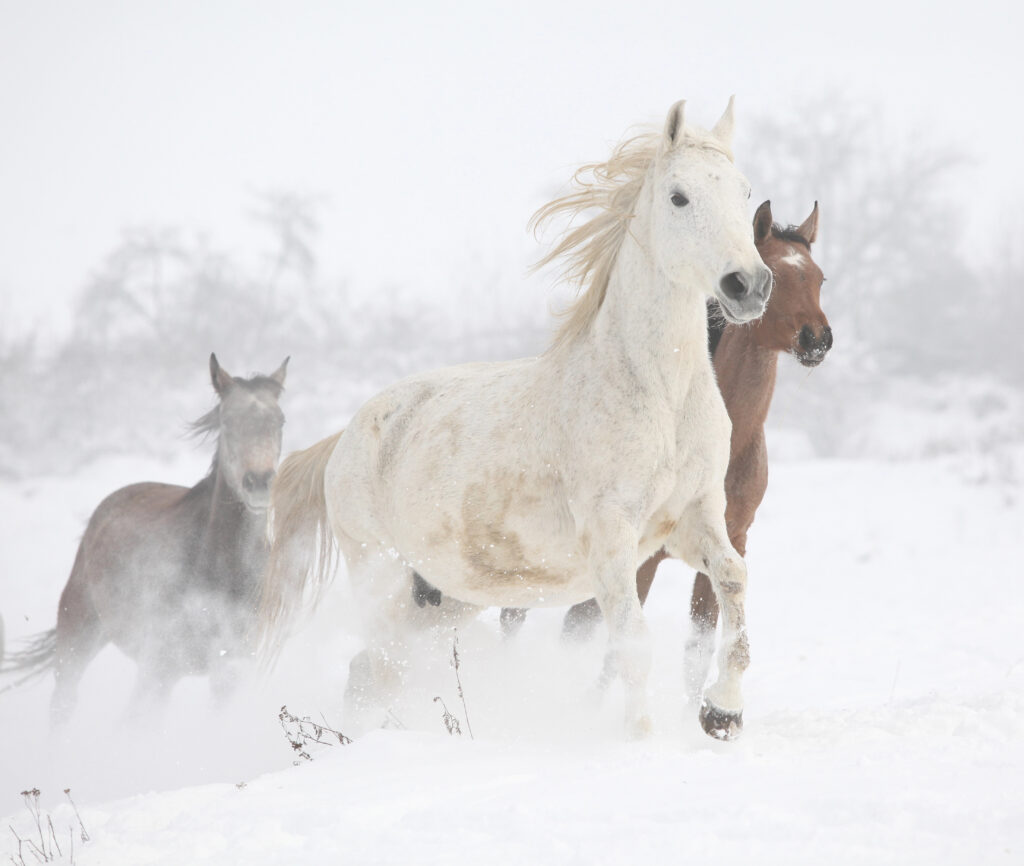 horses get frisky in the cold