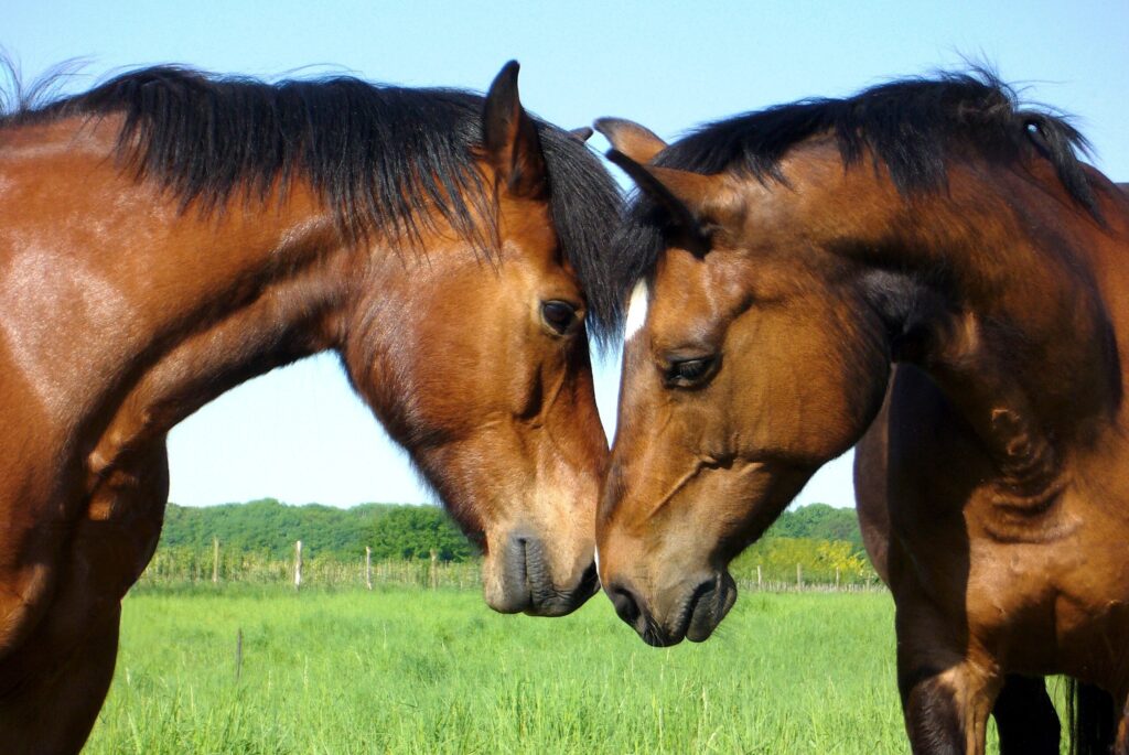 Why Do Horses Sniff Noses? What To Know About Horse Communication horses sniff noses