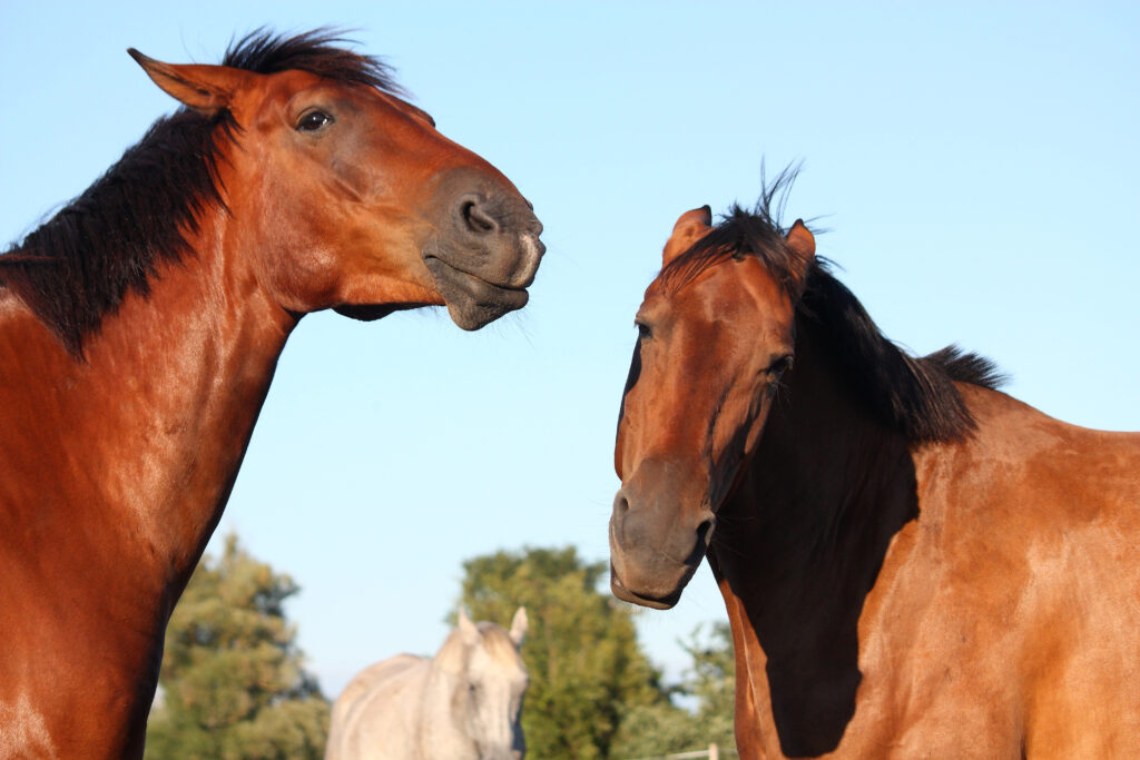 Why Do Horses Sniff Noses? What To Know About Horse Communication horses sniff noses