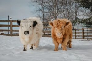 Answering 8 FAQs About Raising Highland Cows