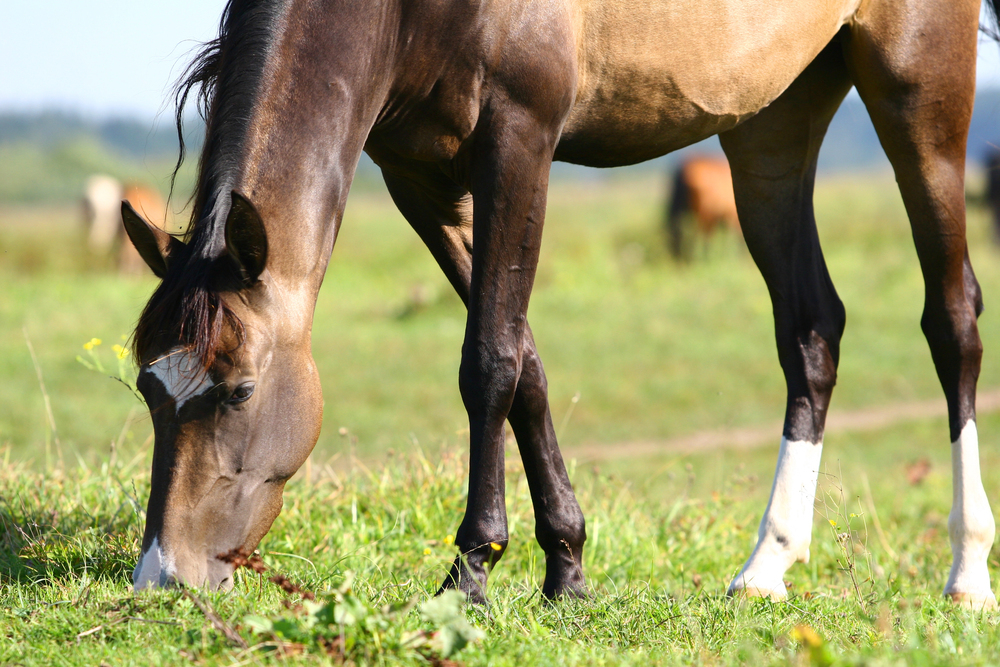 Best Horse Care Tips When You’re Off the Grid off the grid horse care