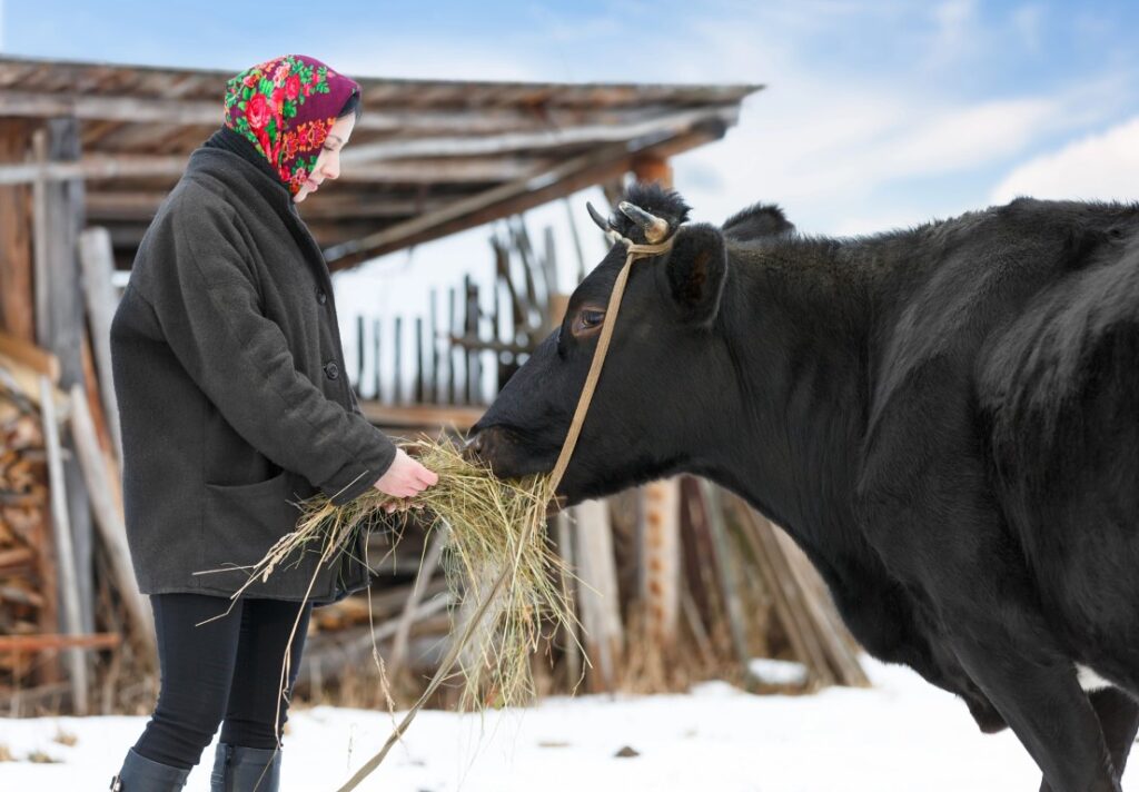 Goat Milk vs. Cow Milk: Which is Better for a Homestead? cow milk vs goat milk