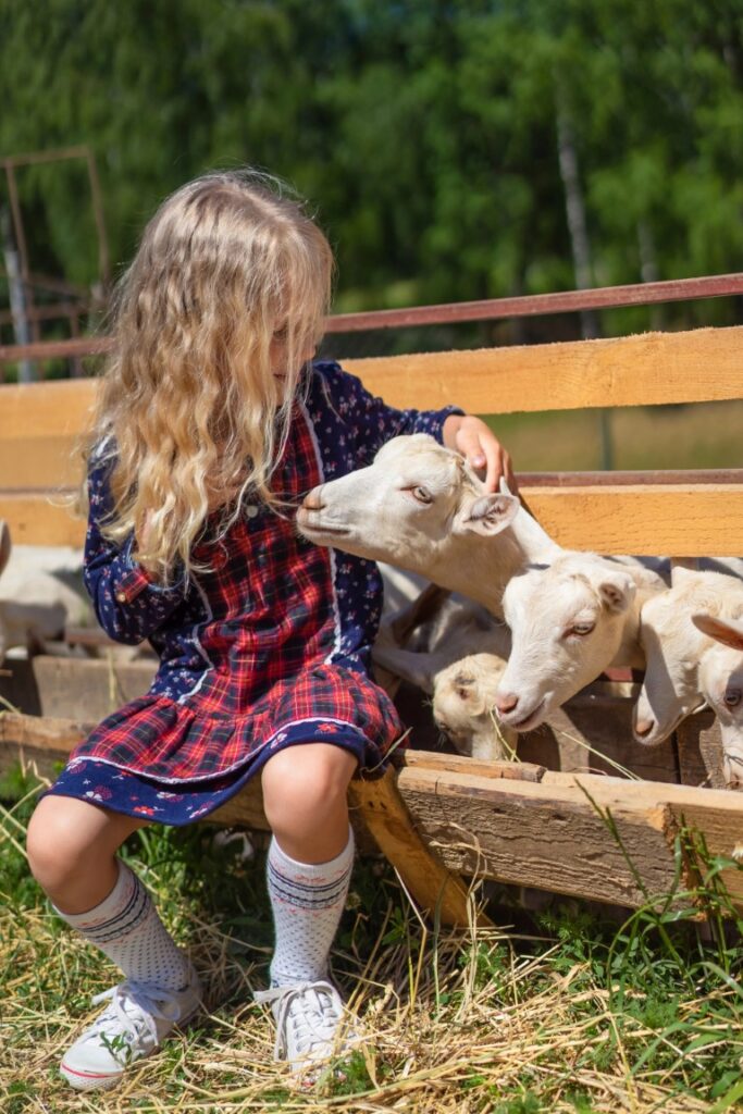 Goat Milk vs. Cow Milk: Which is Better for a Homestead? Goat Milk vs. Cow Milk: Which is Better for a Homestead?