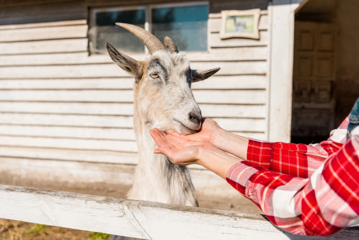 pet goat