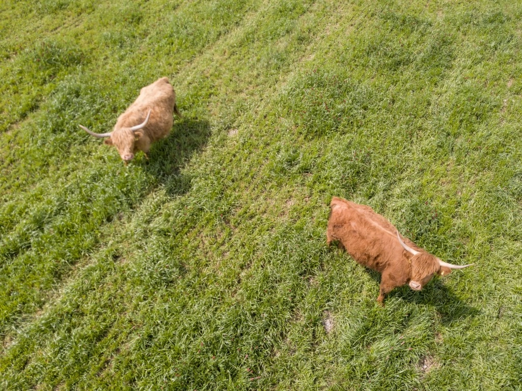 highland cows