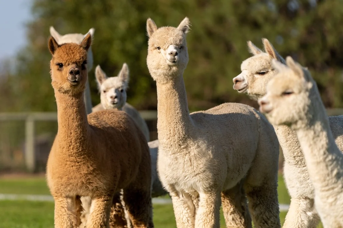 Alpacas vs. Llamas: Which Is Right for You?