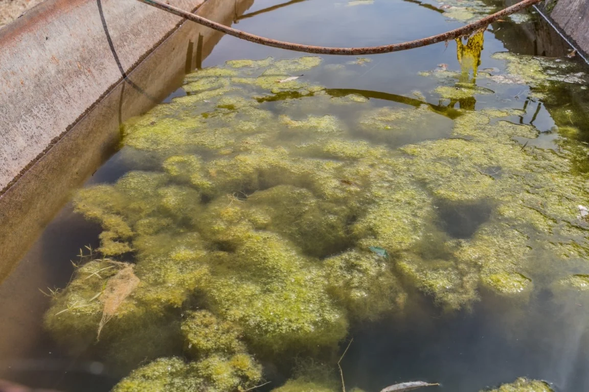 The Hidden Dangers of Algae Growth in Livestock Waterers
