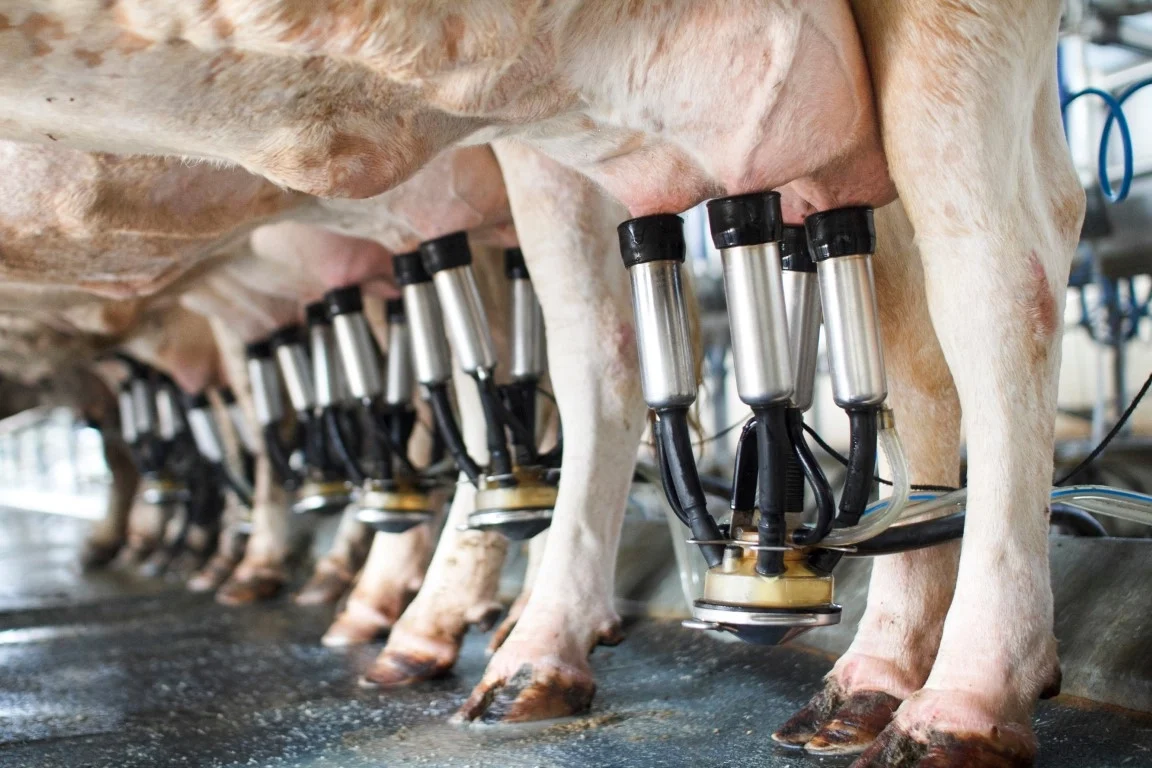 How Dehydration Impacts Milk Production in Dairy Animals
